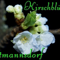 2013-04-27 140000 Kirschbluetenfest