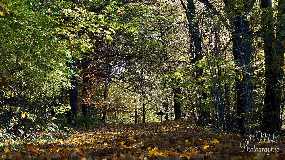 2013-10-22_150703_DSC05989_SONY_SLT-A57.jpg