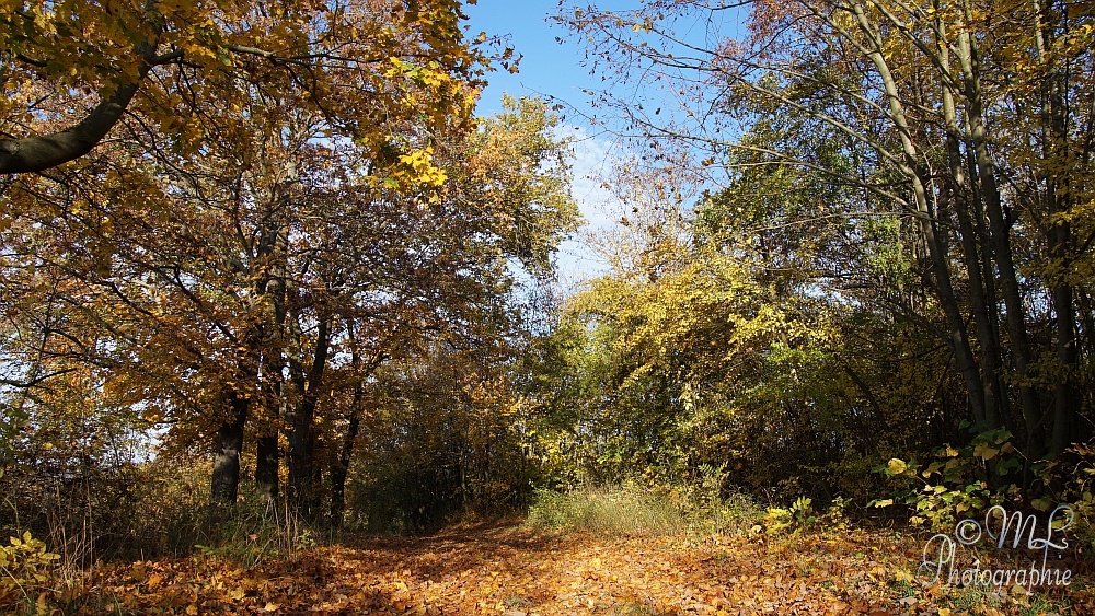 2013-10-22_160029_DSC06062_SONY_SLT-A57.jpg