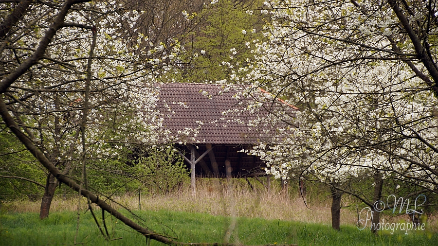 2014-04-13_132020_DSC06723_SONY_SLT-A57.jpg