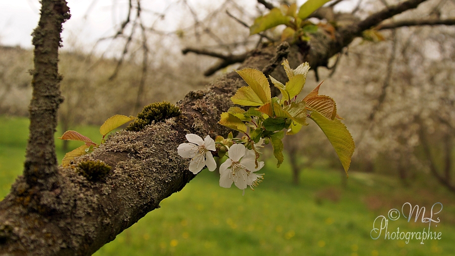 2014-04-13_131411_DSC06721_SONY_SLT-A57.jpg