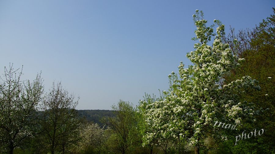 Aufnahme www.maurice.xx3x.de 2018-04-21_153842_DSC01938_SONY_SLT-A77V.jpg
