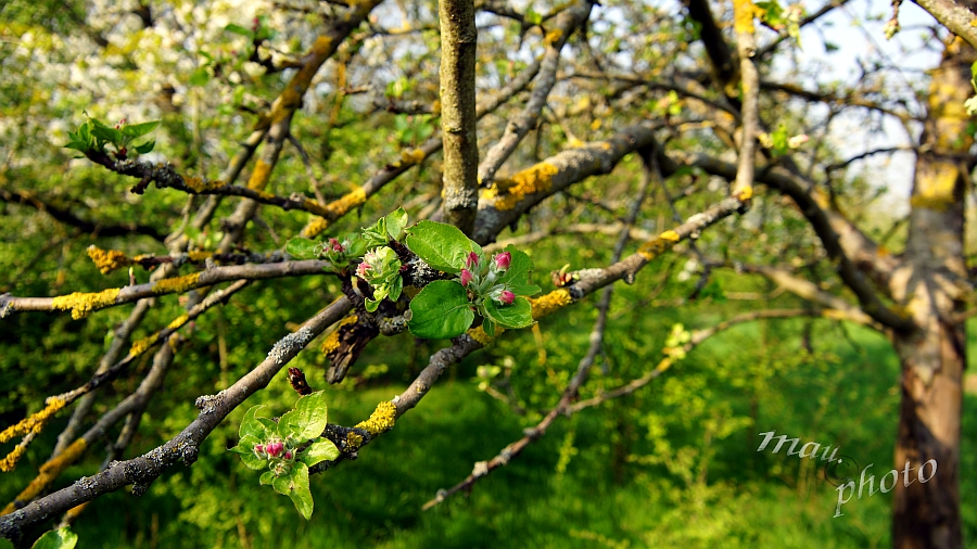 2018-04-21_153959_DSC01942_SONY_SLT-A77V.jpg